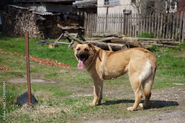 Obraz Dog stands on the grass
