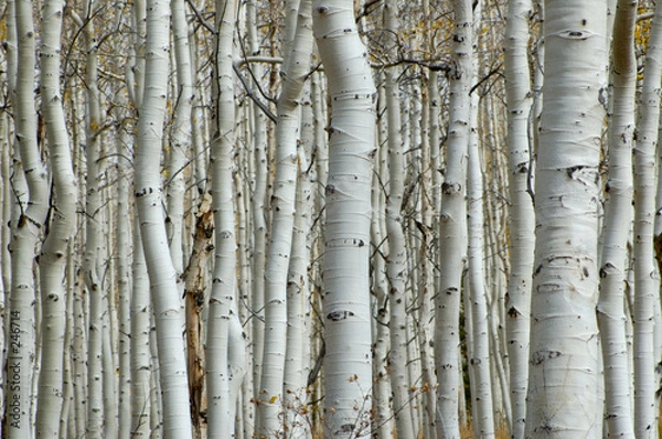 Fototapeta las osikowy