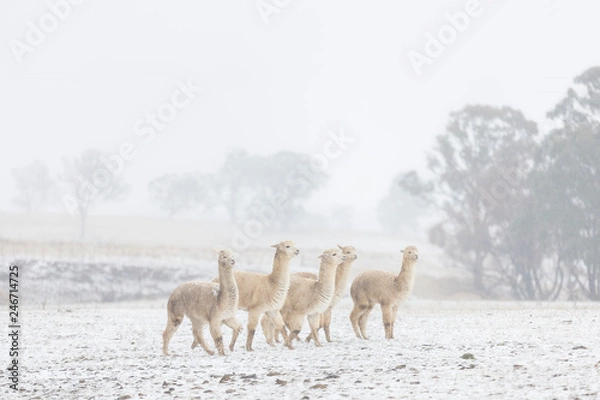 Obraz Alpacas in snow, Australia