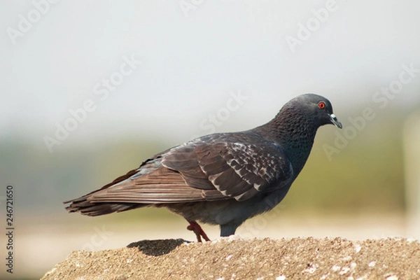 Obraz pigeon walking over the roof