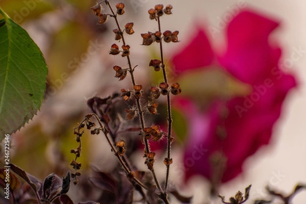Fototapeta Still Basil leaves shot in a winter morning with bokeh background of soft blurry rose denoting the calm peaceful weather of Indian subcontinent during the months of December and January. 