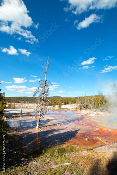 Fototapeta Dead Tree at Firehole Spring on Firehole Lake Drive in Yellowstone National Park in Wyoming United States