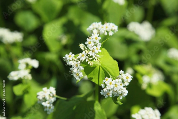 Fototapeta ソバの花