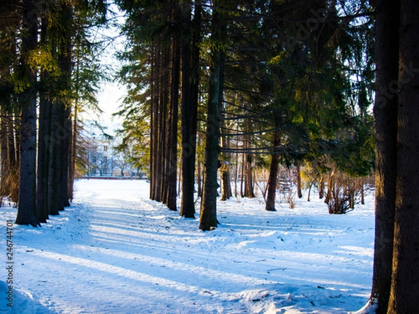 Obraz snow-covered Park in winter