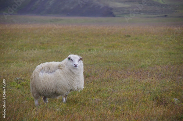 Fototapeta Lonely sheep on the meadow in strong wind and rain. Iceland