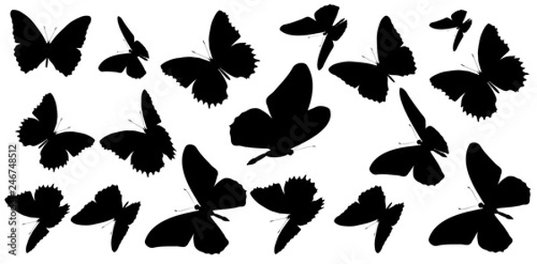 Fototapeta black butterfly, isolated on a white
