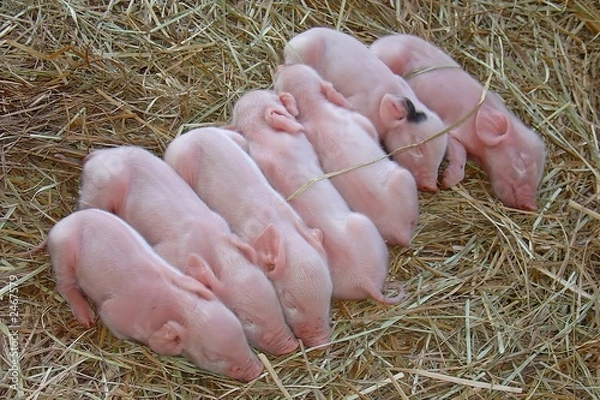 Obraz newborn pigs