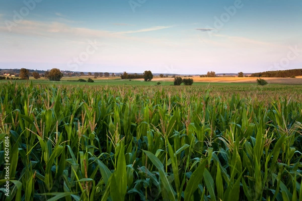 Fototapeta Maisfeld Abend