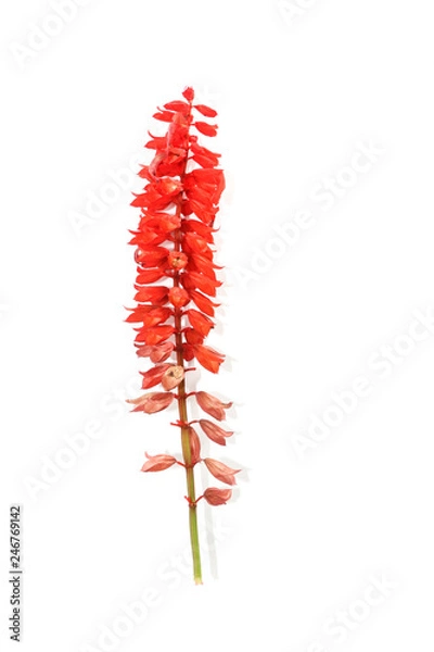 Fototapeta Red salvia Close up