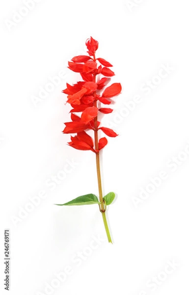 Fototapeta Red salvia Close up