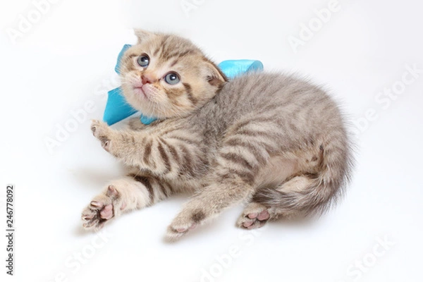 Fototapeta striped  kitten Scottish fold on white background