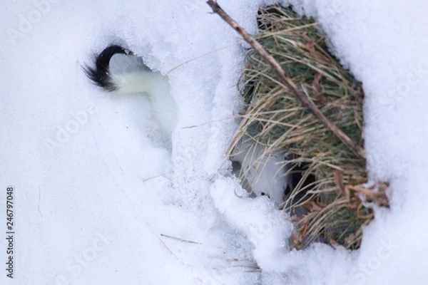 Obraz the hidden stroat