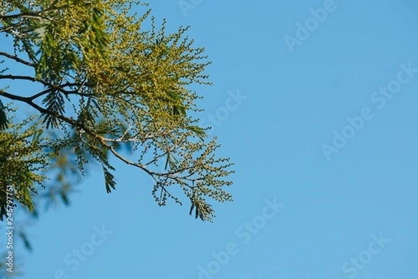 Fototapeta green tree branches