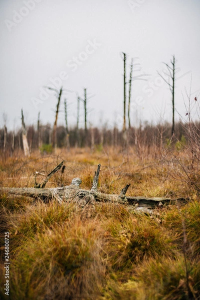 Obraz Kieshofer Moor bei Greifswald