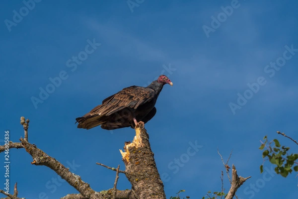 Obraz Turkey Vulture