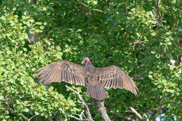 Obraz Turkey Vulture