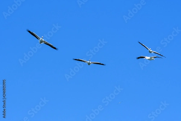 Obraz American white Pelicans