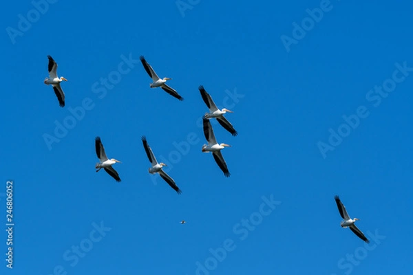 Obraz American White Pelicans