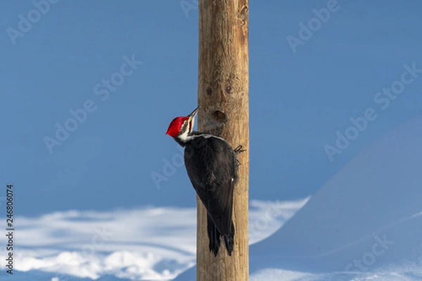 Obraz Pileated Woodpecker