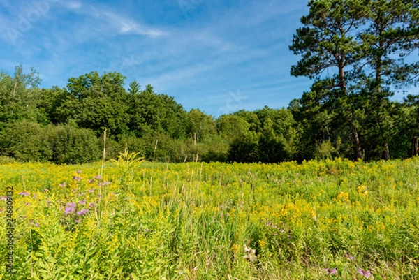 Fototapeta Summer Meadow
