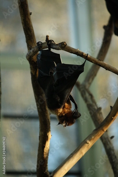 Obraz Flughund grübelt nach