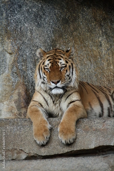 Obraz Tiger Portrait