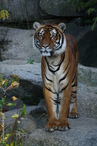 Obraz Wunderschöner Tiger