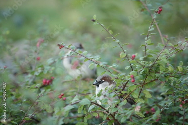 Obraz Sperling im Busch