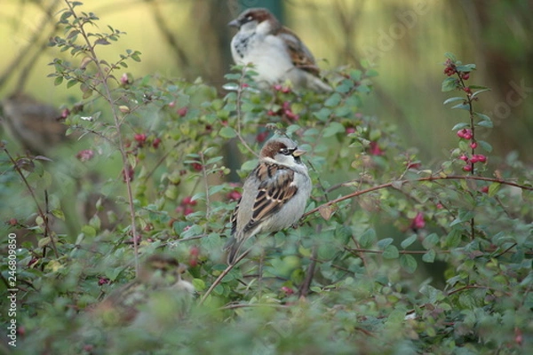 Obraz Sperlinge im Busch 