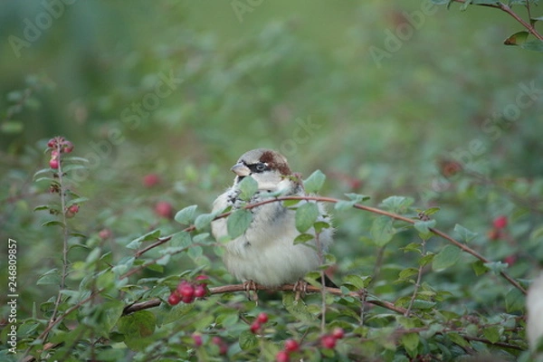 Obraz Sperling im Gebüsch