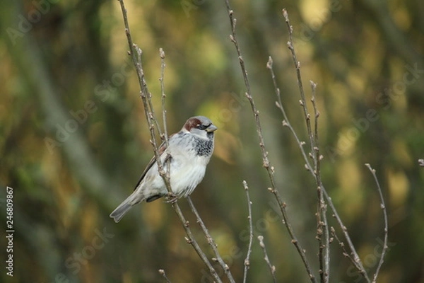 Obraz Sperling auf Ast