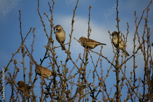Obraz Sperling Schwarm auf Ästen