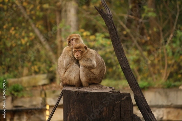 Obraz Affen kuscheln