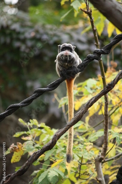 Obraz Tamarin Schnurrbart