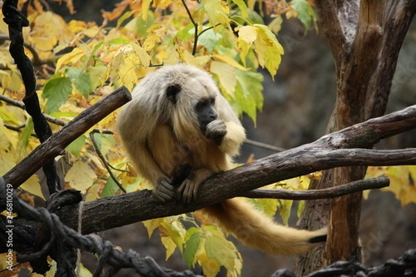 Obraz Affe auf Ast