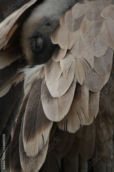 Obraz Geier Schlafend