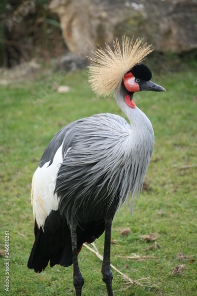 Obraz Kronenkranich portrait