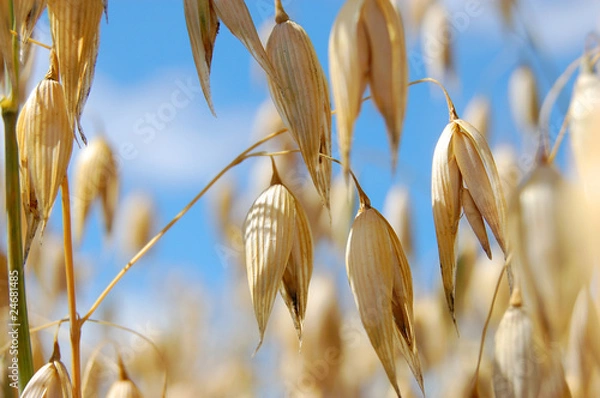 Obraz Oats mnie dźga