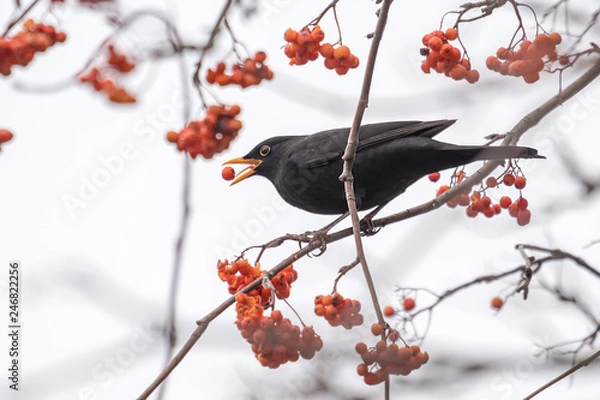 Fototapeta A blackbird sits on a branch and eats a red berry