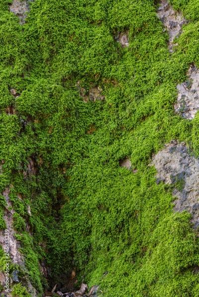 Fototapeta Green moss on tree trunk