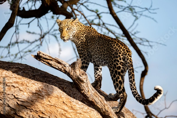 Obraz A beautiful lepard on the tree is watching
