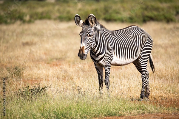 Fototapeta Grevy zebra in Samburu is standing in the savannah