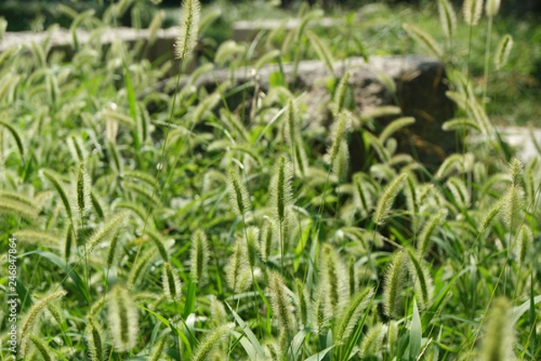 Fototapeta Grass flower background