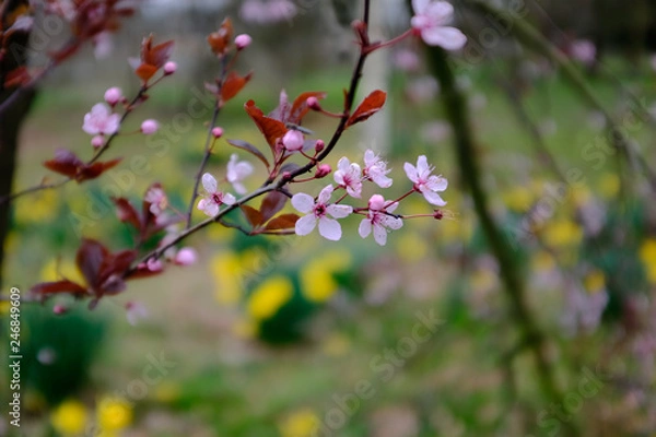 Obraz cherry tree blossom