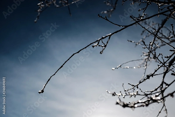 Obraz branches in winter against sky