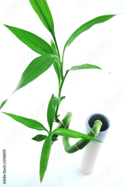Obraz bamboo