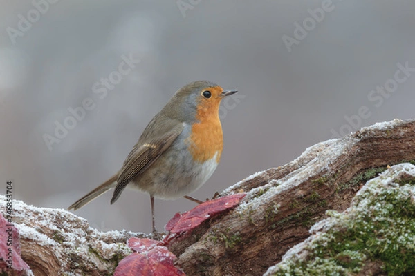 Fototapeta robin on branch