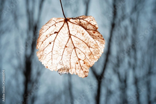 Fototapeta leaf with lighted veins