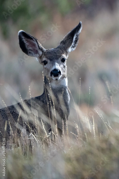 Obraz Deer in Yellowstone