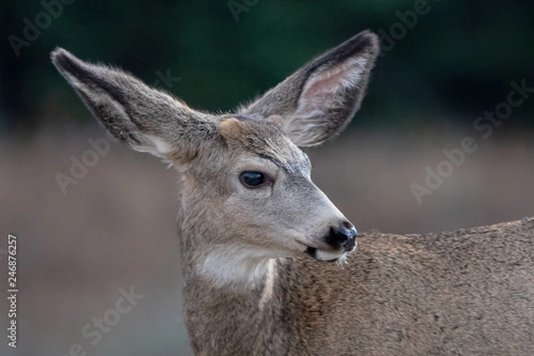 Obraz Deer in Yellowstone